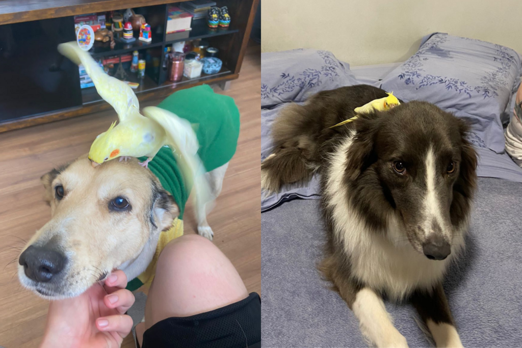 Calopsita aparece em residência no centro de Santa Maria e faz amizade com cachorros; família procura tutor