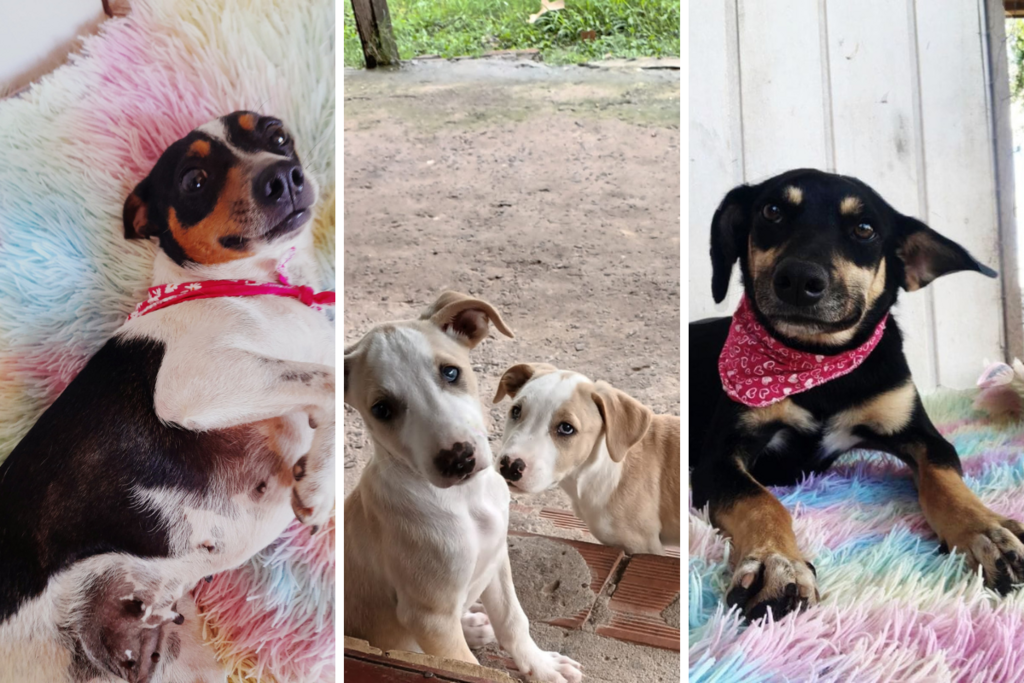 título imagem Associação Somos Pet promove campanha de apadrinhamento de cachorros em dezembro