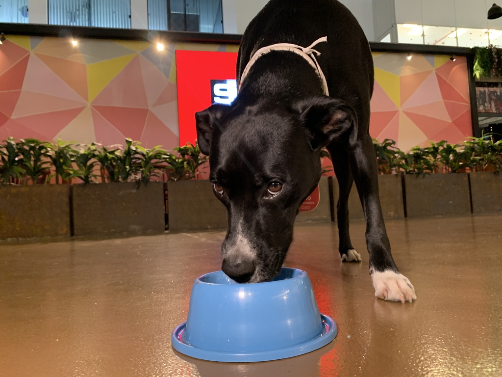 Onda de calor: quais cuidados devem ser adotados com pets nos dias quentes?
