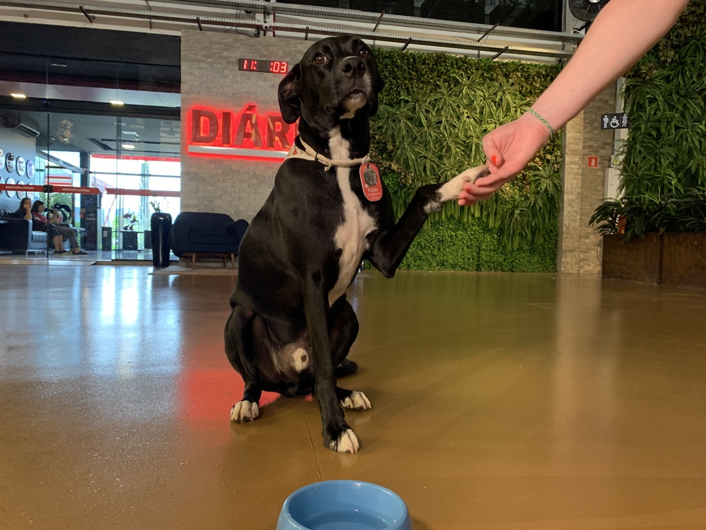 Galeria de imagens: Feijão, o mascote do Grupo Diário, gosta de água e ambientes frescos durante os dias de calor
