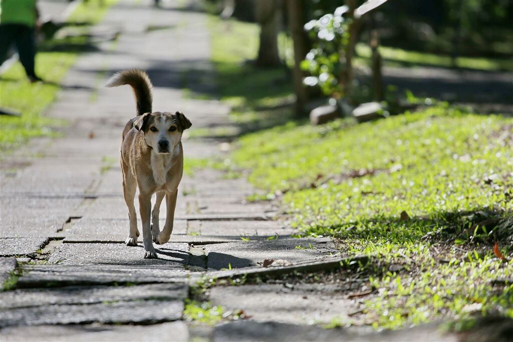 Foto: Renan Mattos (BD 03/07/2019) - 