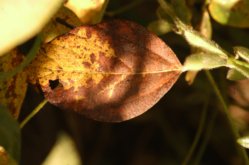 título imagem Verão começa nesta sexta-feira ainda sob a influência do El Niño