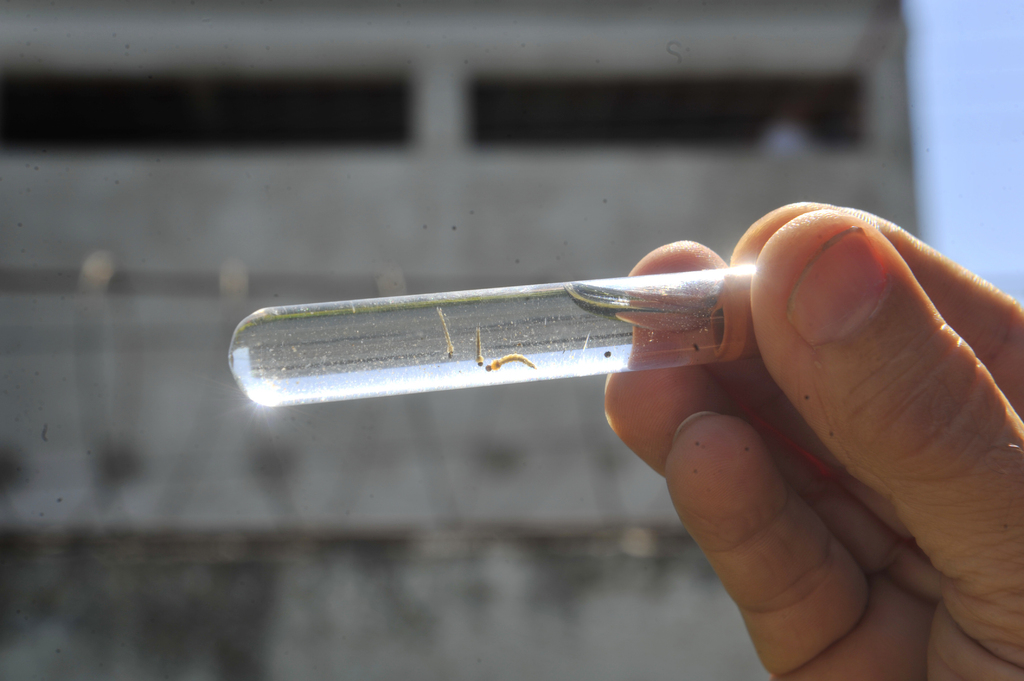 Brasil é país com mais casos de dengue no mundo, alerta OMS