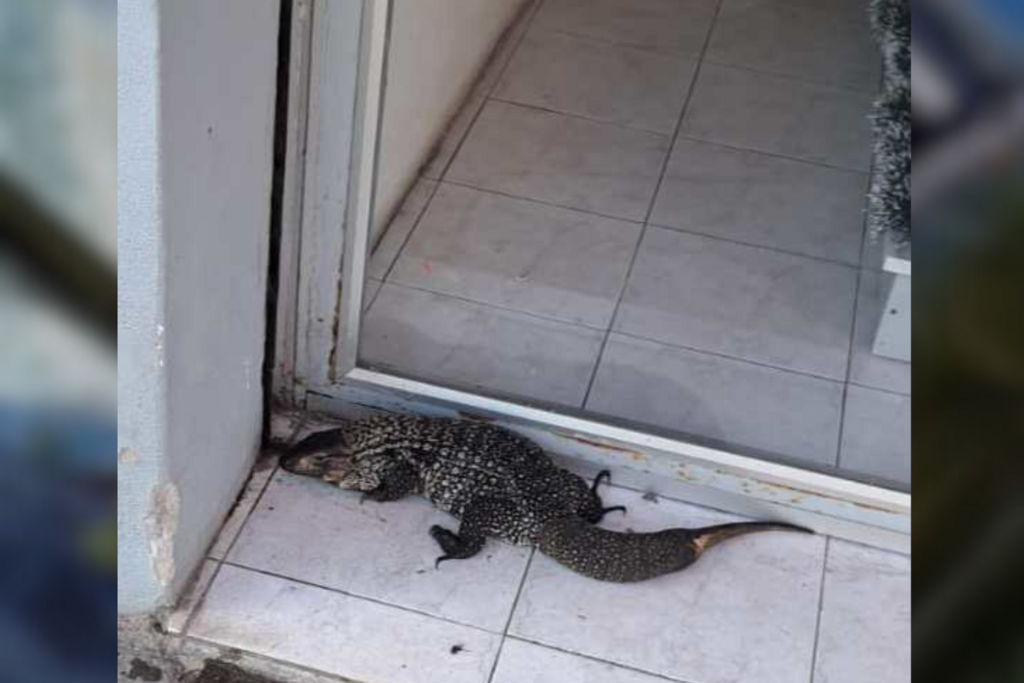 Foto: Divulgação Corpo de Bombeiros Caçapava do Sul - 