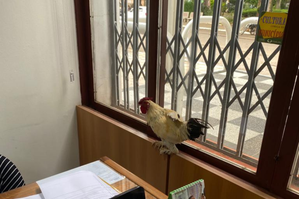 VÍDEO: ao querer cantar de galo, garnizé faz visita inusitada e dá um baile na Fundação de Cultura e Esporte de São Sepé