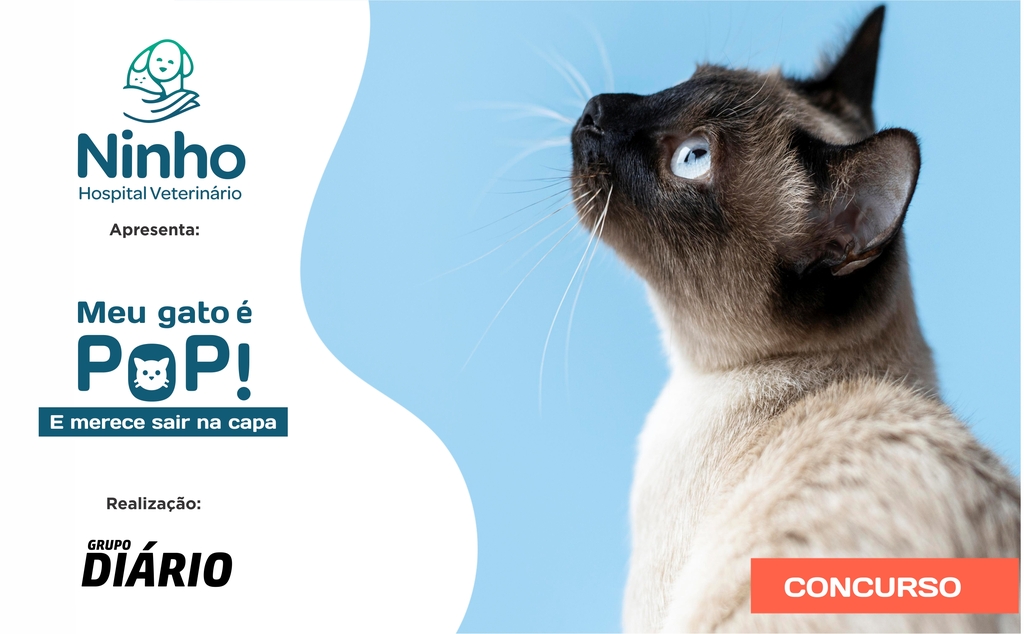 Concurso vai selecionar três gatinhos para ganhar prêmios incríveis!