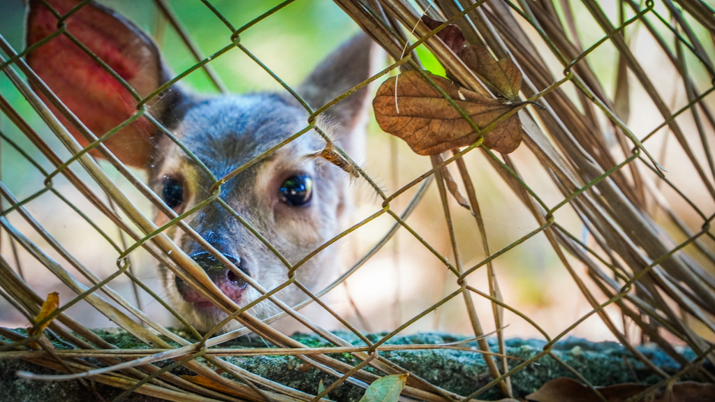 Veado-mão-curta, pítons e emus: conheça a história de alguns dos novos moradores do Zoo São Braz