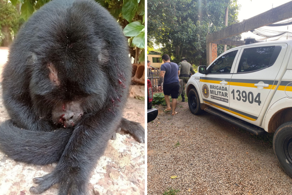 título imagem Bugio resiste a resgate após quatro dias ferido em cima de árvore em cidade da região