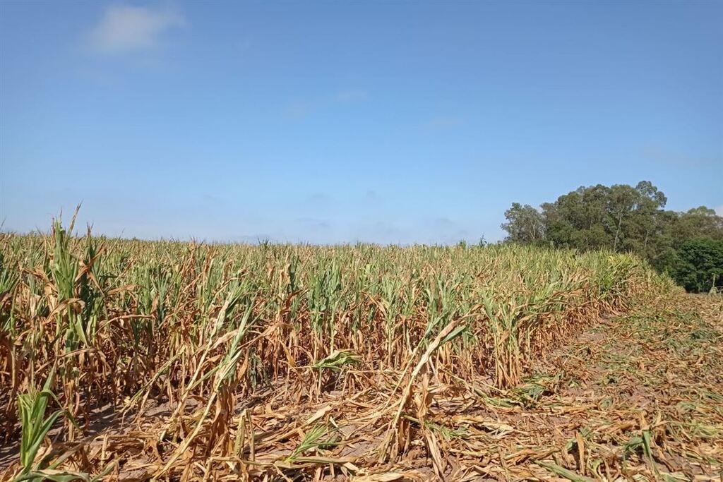 Falta de chuva volta a preocupar agricultores de soja e milho na Região Central Falta de chuva volta a preocupar agricultores de soja e milho na Região Central