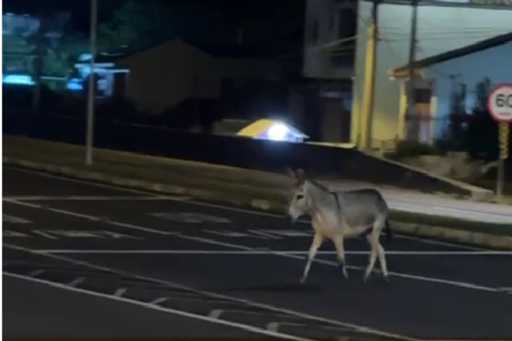VÍDEO: Burro é flagrado atravessando avenida em Santa Maria VÍDEO: Burro é flagrado atravessando avenida em Santa Maria