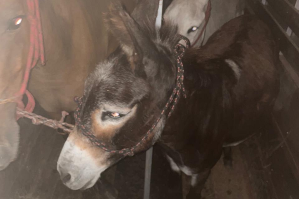 Burros e cavalo resgatados em ruas de Santa Maria na noite de segunda seguem à espera da identificação de responsável Burros e cavalo resgatados em ruas de Santa Maria na noite de segunda seguem à espera da identificação de responsável