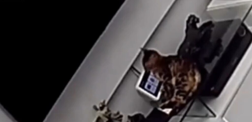 VÍDEO: gato compra tábua de quase R$300 usando a ‘Alexa’ da Amazon