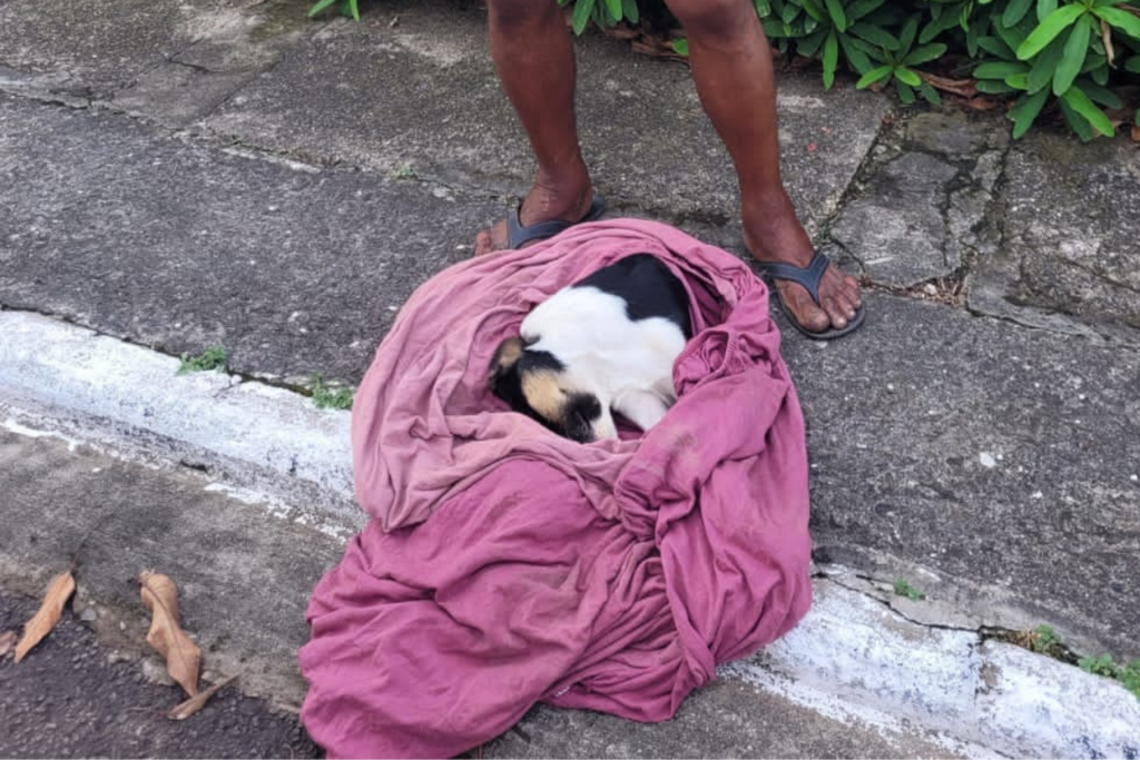 Foto: Divulgação - 