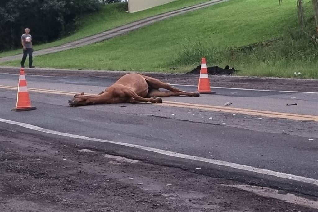 título imagem Motorista fica ferido após colisão com cavalo na RSC-287