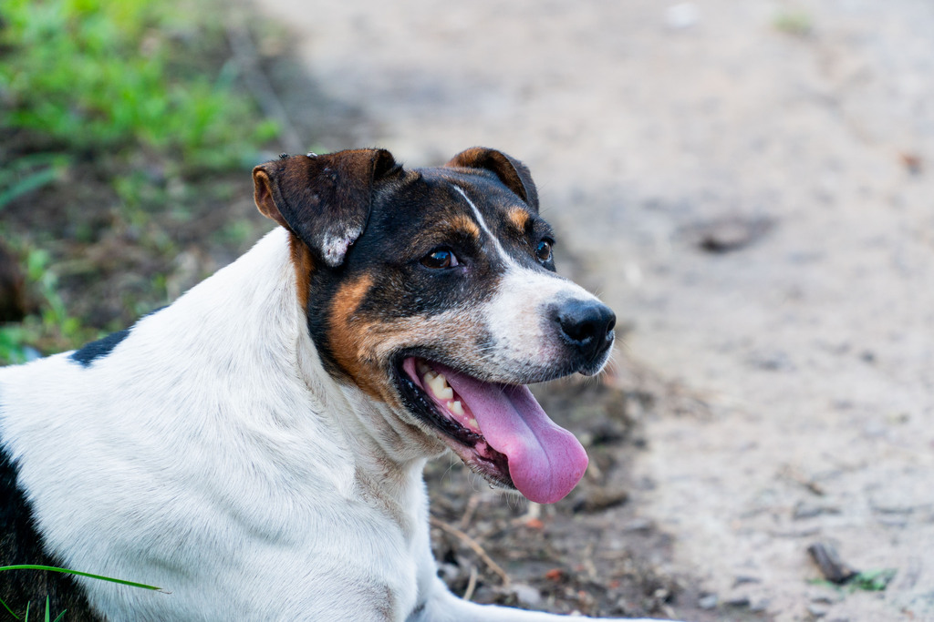 título imagem Casos de leishmaniose preocupam veterinários de Santa Maria; aumento pode chegar a 91% em relação a 2023