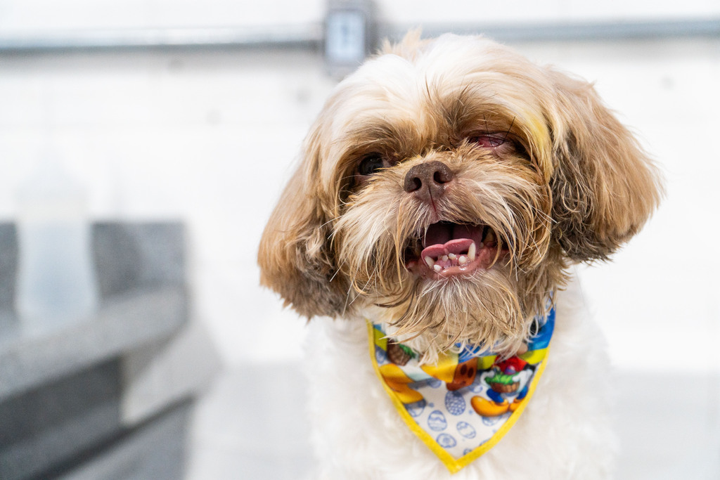 Galeria de imagens: Cachorro Oliver que passou por atendimento no projeto e teve que realizar uma cirurgia no olho.