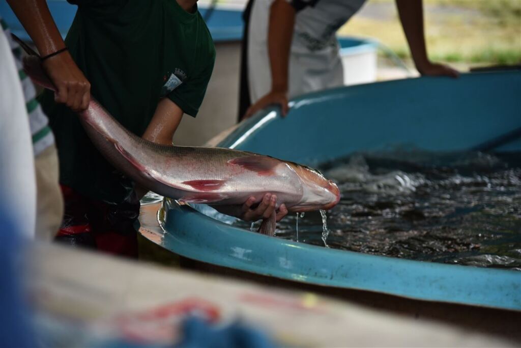 Foto: Gabriel Haesbaert (Arquivo Diário) - Em 2023, a Feira vendeu cerca de 70 toneladas de peixe.