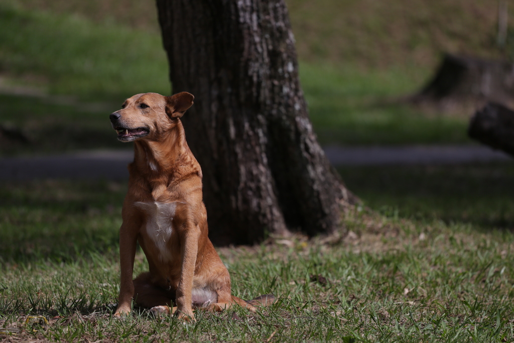 título imagem Motociclista morre ao tentar desviar de cachorro e cair em estrada na região