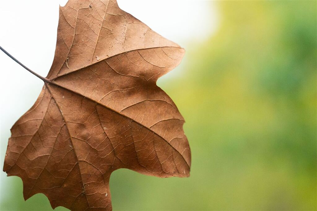 Dias mais secos, chegada do frio, geada em maio e despedida do El Niño: o que esperar do outono, que começa nesta quarta