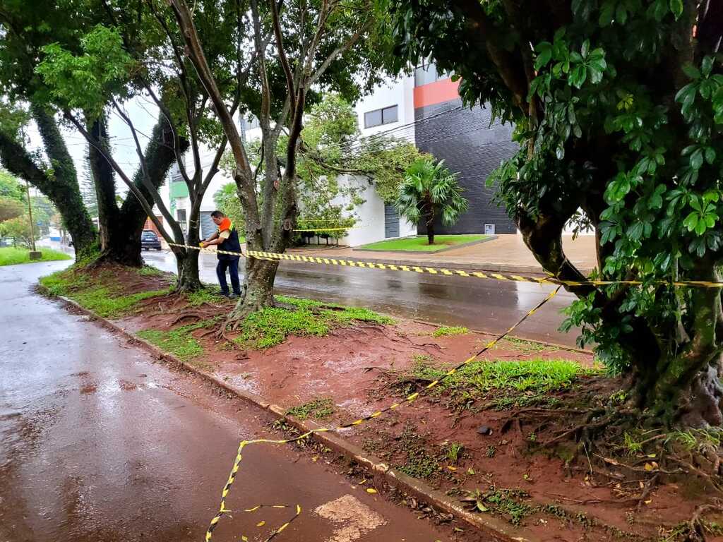 Cruz Alta registra maiores rajadas de vento da região; Defesa Civil atende quedas de árvores pela cidade