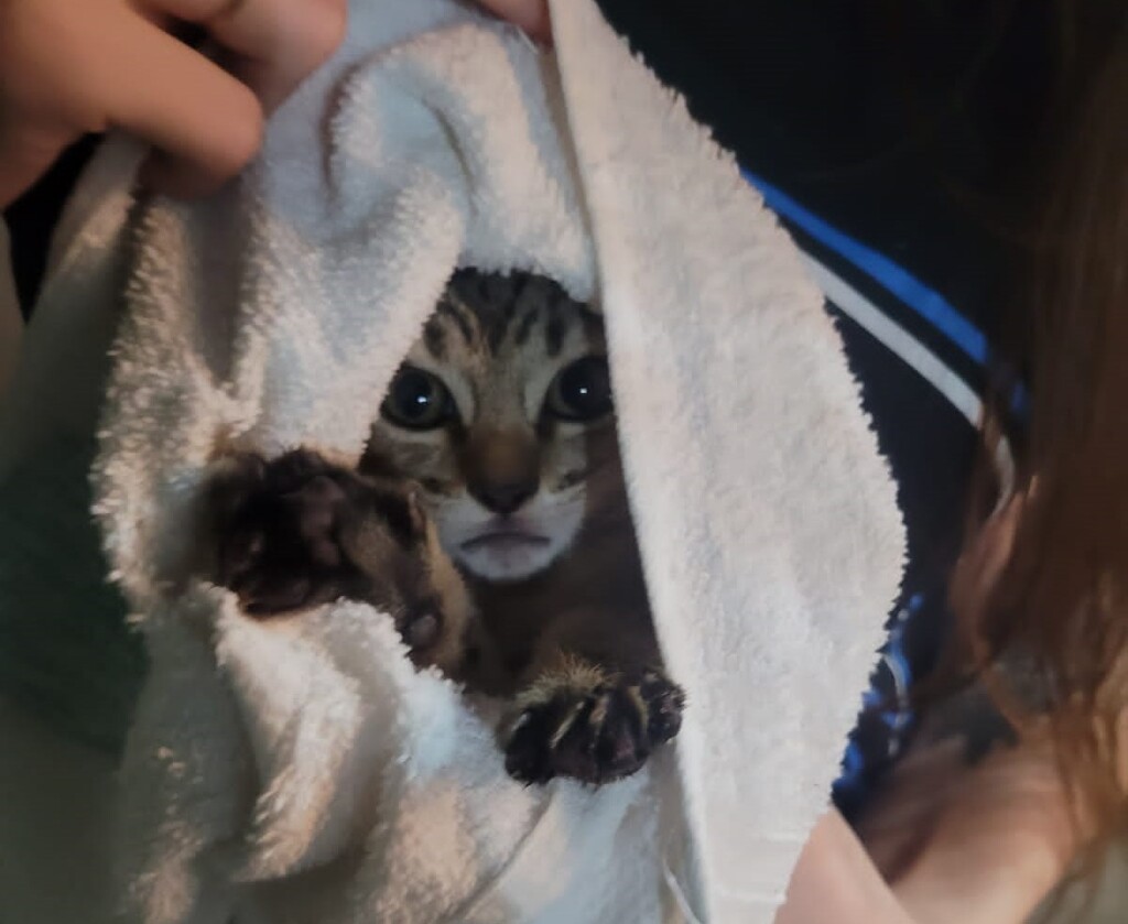 Filhote de gato é salvo pelos bombeiros após ficar preso em cano de caixa de gordura em Santa Maria