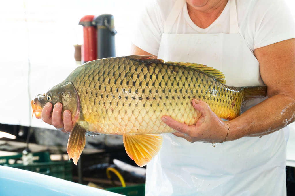 Feira do Peixe Vivo ainda terá produto à venda em oito locais nesta sexta