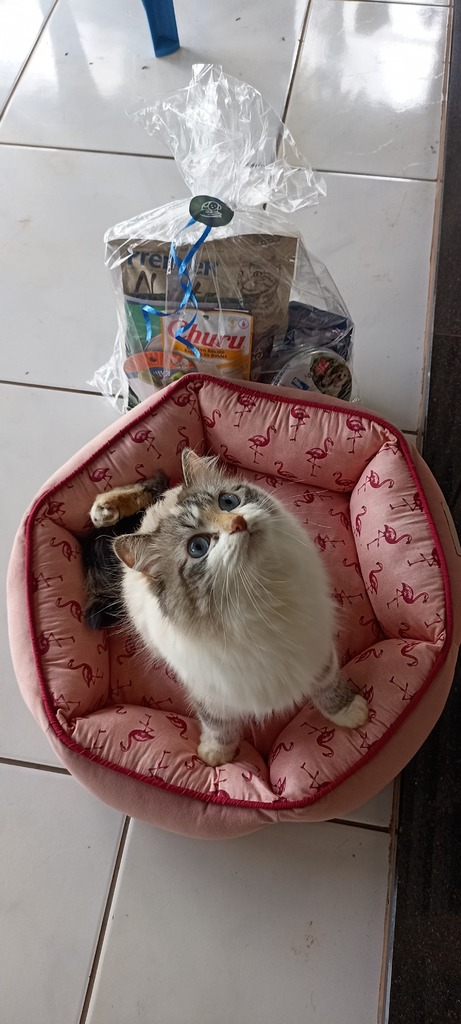 Concurso Meu Gato é Pop premiou três gatinhos. Conheça-os!