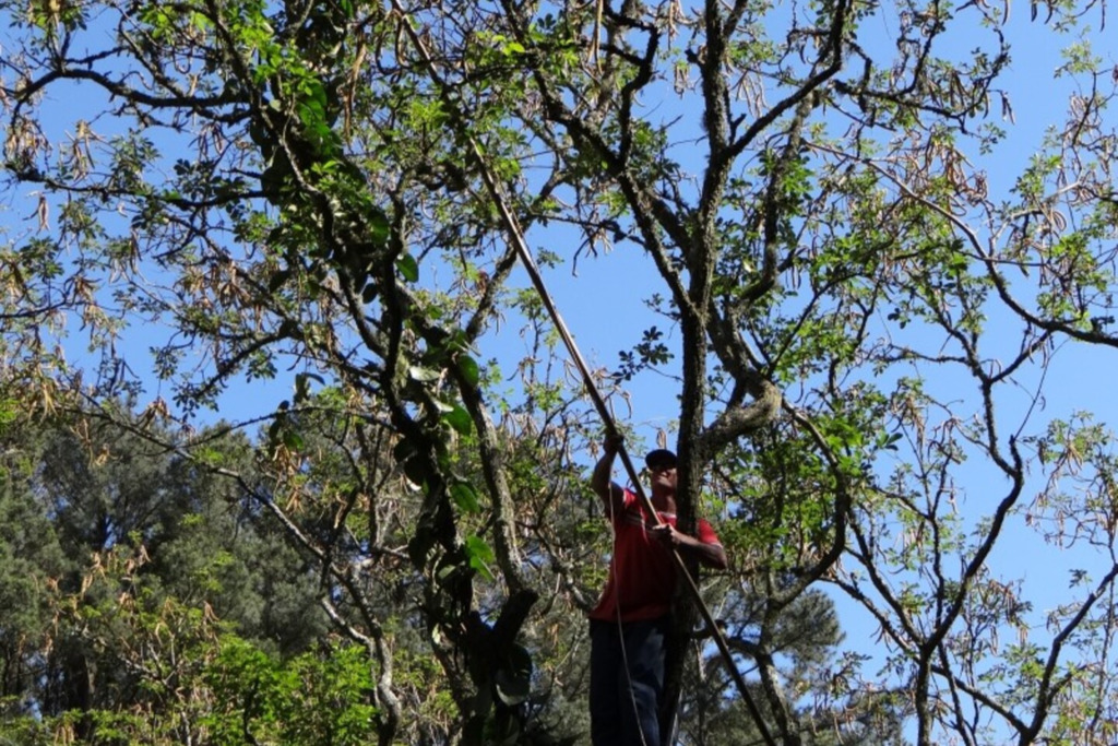 Distrito da Boca do Monte recebe curso de coletor de sementes florestais nativas