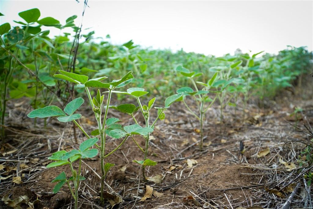título imagem Dívidas relacionadas ao agronegócio familiar serão reavaliadas por novo programa do governo federal