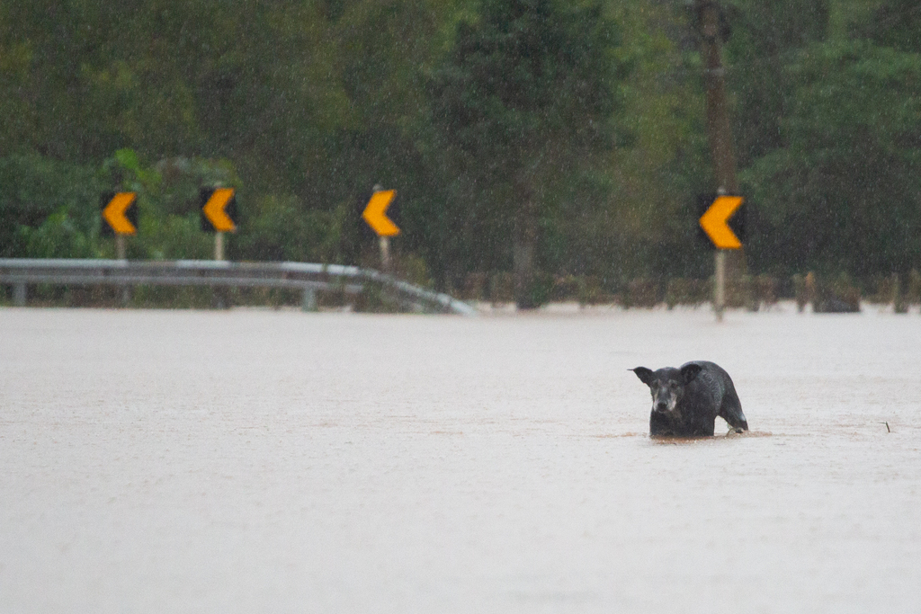 Resgates de animais são feitos de forma individual e por associações de proteção animal; veja o que doar