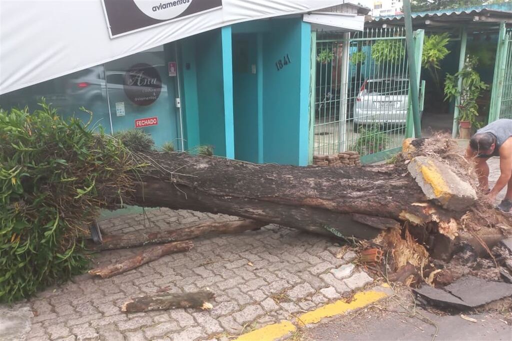 título imagem Árvore cai em rua do Centro e atinge estabelecimento comercial
