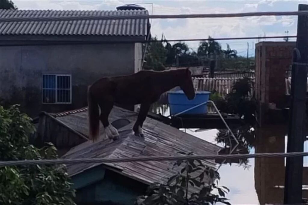 Cavalo é resgatado após passar dias ilhado em cima de telhado em Canoas Cavalo é resgatado após passar dias ilhado em cima de telhado em Canoas