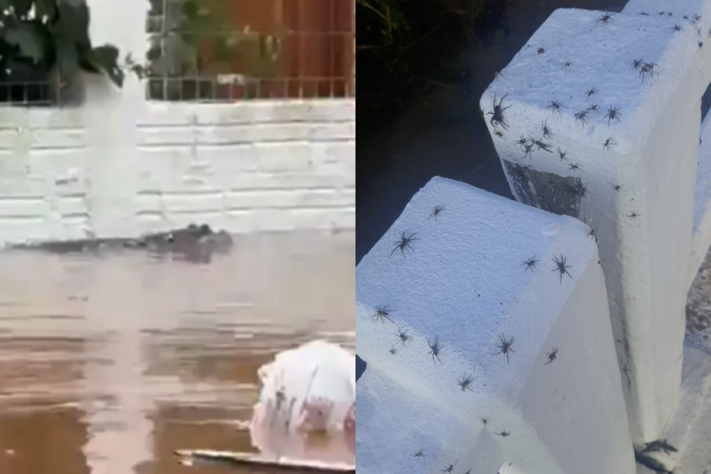 Fotos: Reprodução e Beto Albert (Diário) - 