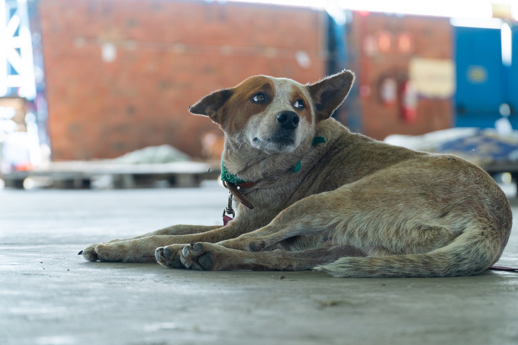 título imagem Mais de 400 animais vítimas da enchente foram resgatados nas últimas horas; veja como ajudar em Santa Maria