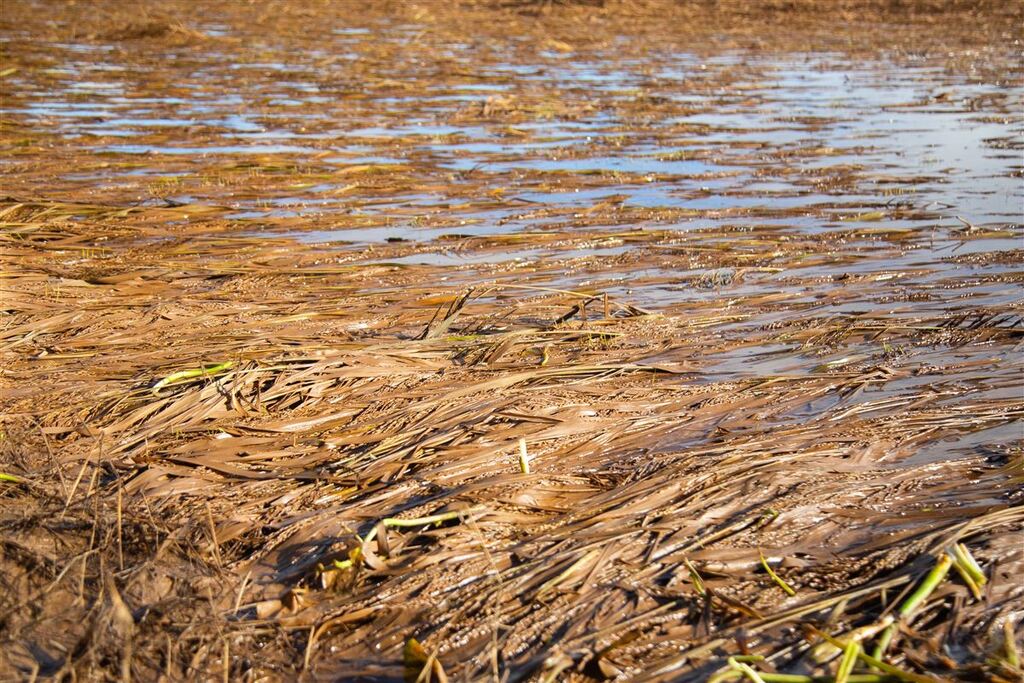 Perdas na agricultura e pecuária de Santa Maria somam mais de R$ 152 milhões após enchente