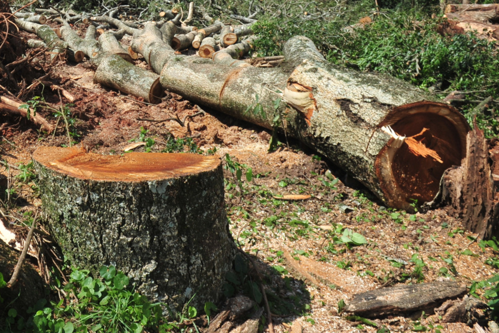 Polícia apreende máquinas usadas para corte ilegal de árvores em Itaara
