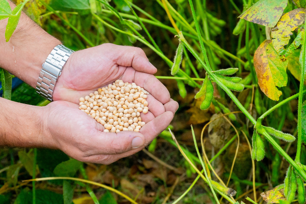 título imagem Vencedor de desafio tem recorde de 138,95 sacas de soja por hectare