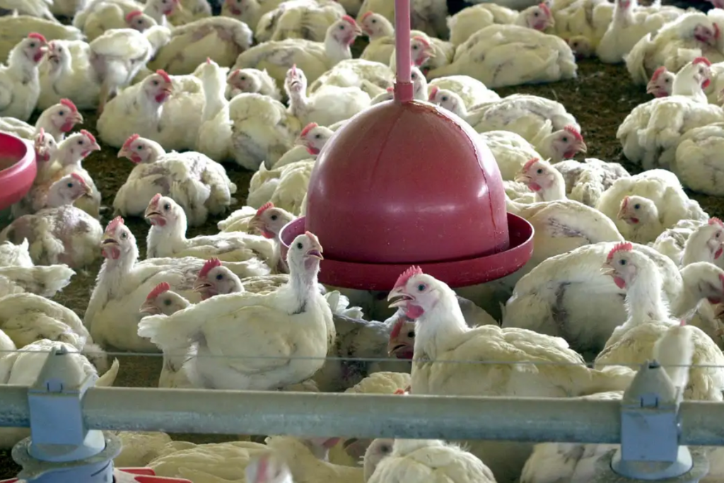 Ministério da Agricultura descarta novos casos de doença aviária no RS Ministério da Agricultura descarta novos casos de doença aviária no RS