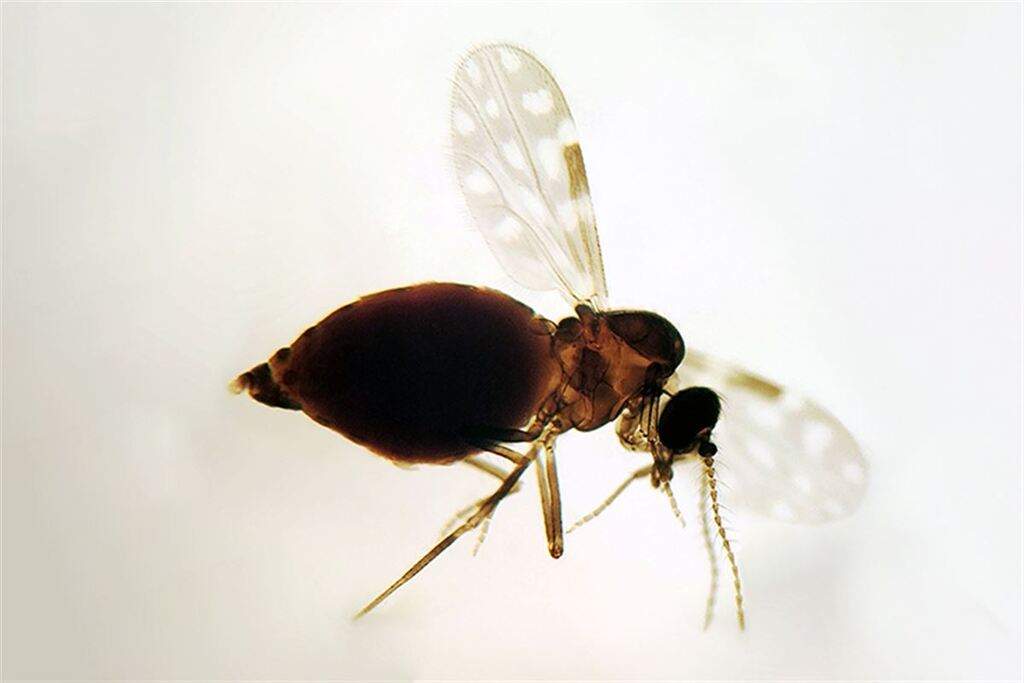 título imagem Brasil registra mais de 7,7 mil casos de Febre Oropouche; RS chegou a confirmar um caso importado da doença