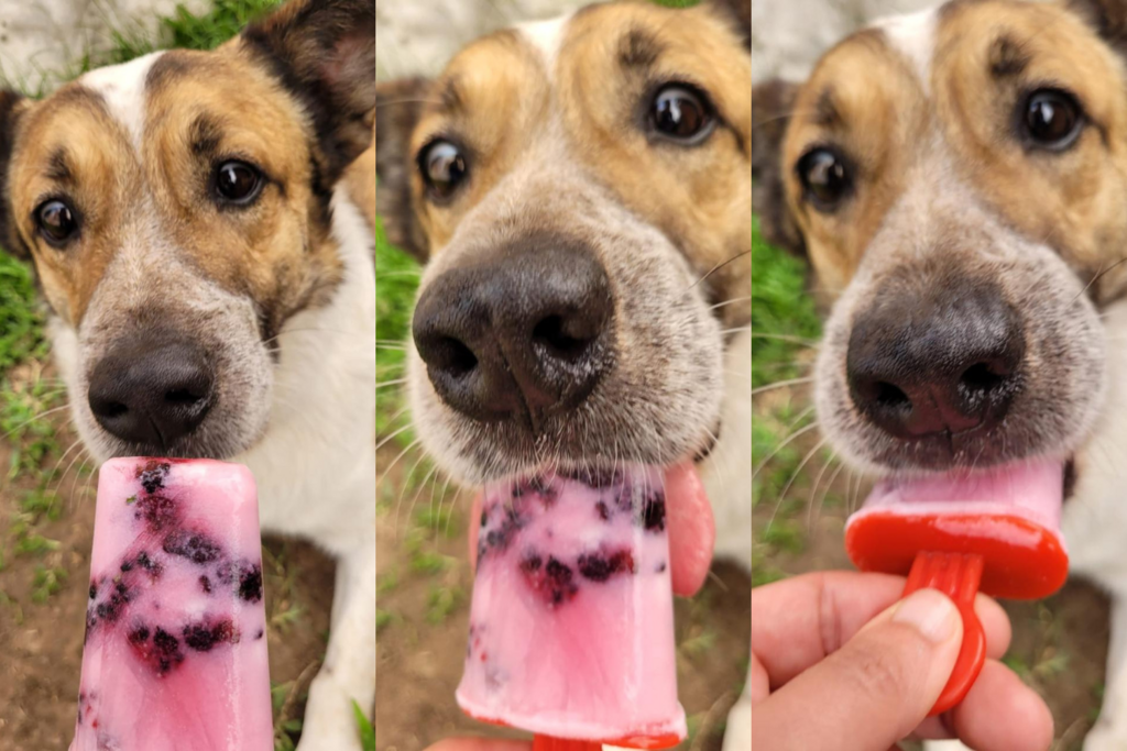 título imagem Rifa busca recursos para manter Jeff em hospedagem; cão está longe das ruas há mais de um mês