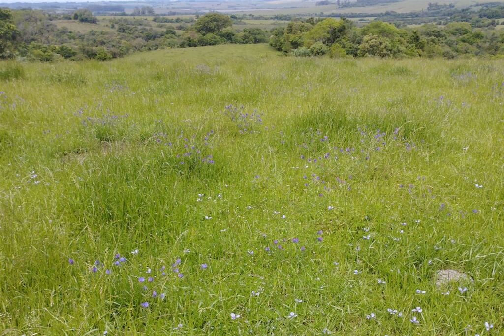 Foto: Arquivo Pessoal - Propriedade em Arroio do Só, que cultiva soja. Estão esperando amadurecer a semente da pastagem (azevém) para depois plantar.