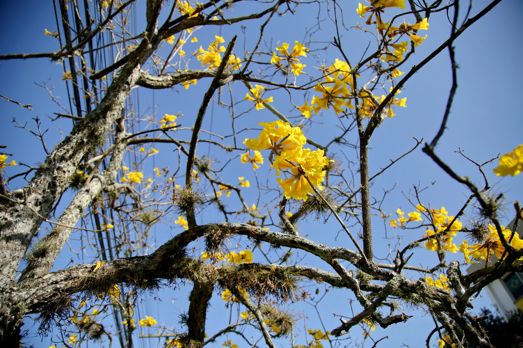 Foto: Renan Mattos (Arquivo Diário) - 
