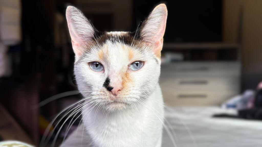título imagem Gata que viajou de Santa Maria até Porto Alegre segue em lar temporário à espera de adoção