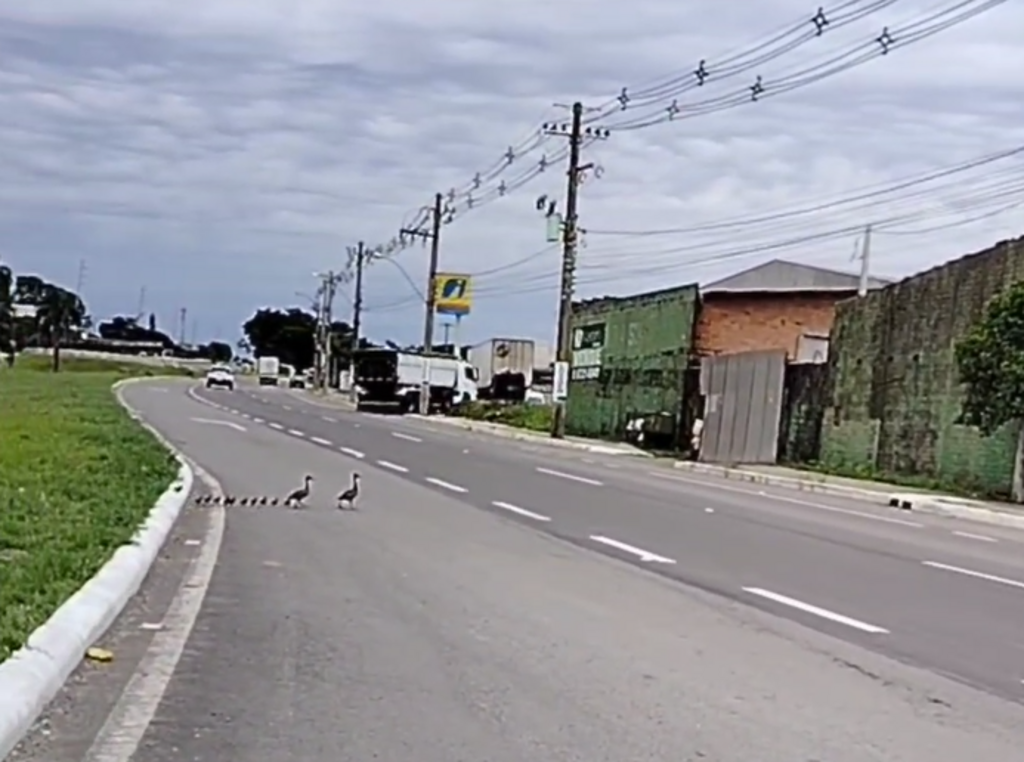 Foto: Reprodução - A caminhada tranquila e quase sincronizada da família de patos foi registrada na última segunda-feira (25), na BR-158, em Santa Maria.