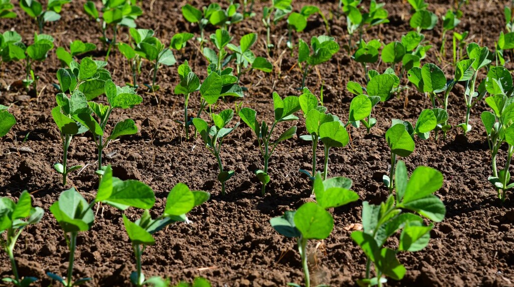 título imagem Plantio da safra entra na reta final na região, mas cresce preocupação com a queda expressiva na saca de arroz
