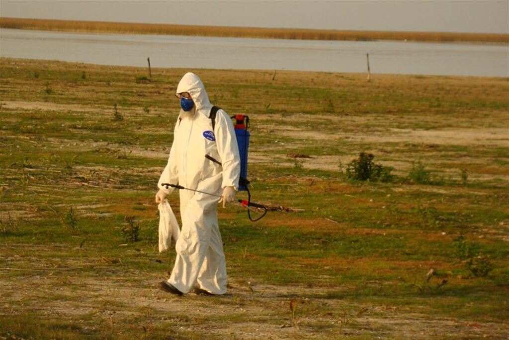 Ministério da Saúde intensifica vigilância e prevenção contra influenza aviária em humanos