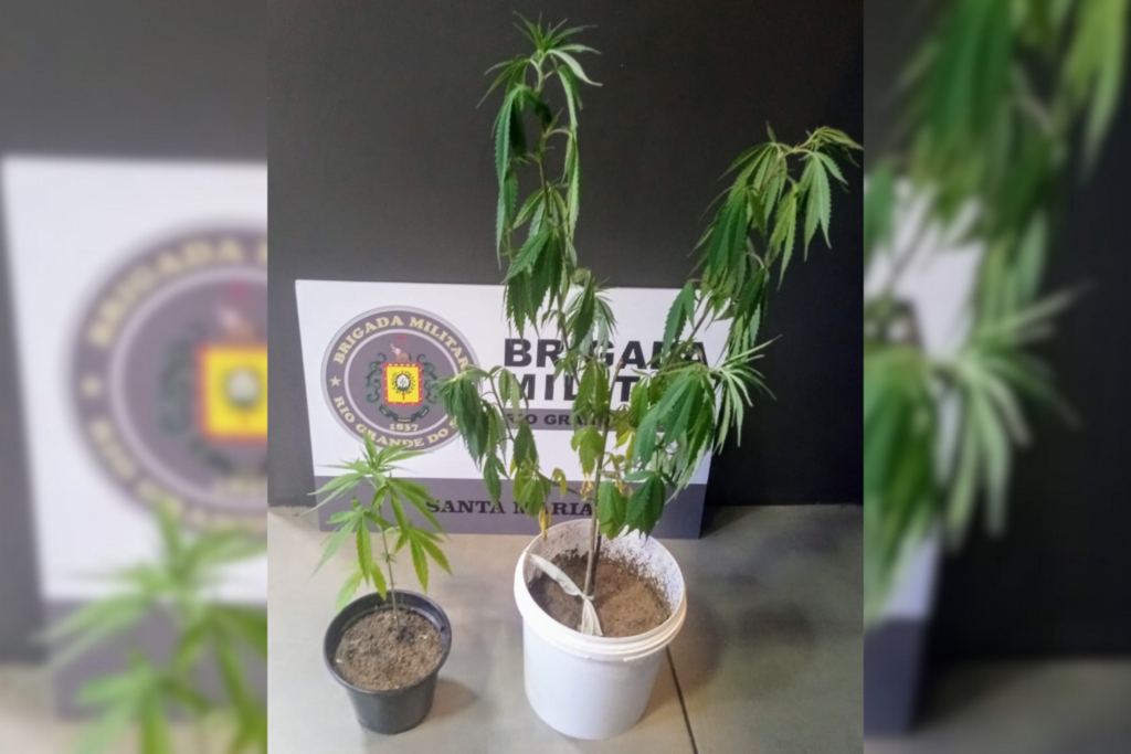 título imagem Brigada Militar encontra pés de maconha ao atender denúncia de maus-tratos a animais em Santa Maria