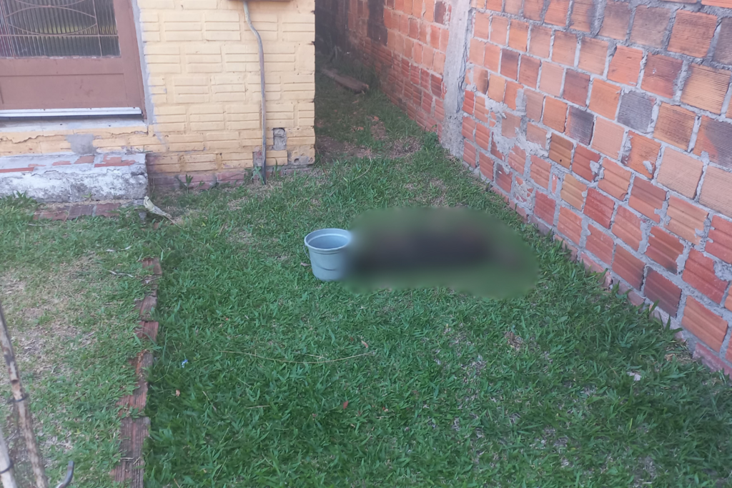 título imagem Dois animais morrem após ataque de abelhas em pátio de residência em Santa Maria