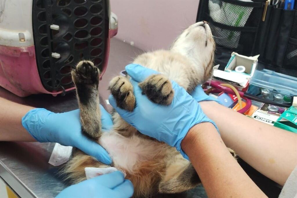 Foto: Batalhão Ambiental da Briigada Militar (BABM) - Animais foram encaminhados para atendimento veterinário