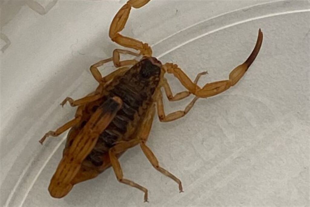 título imagem Escorpião-amarelo é encontrado em Santa Maria pela primeira vez e prefeitura faz alerta sobre cuidados